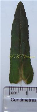  Leaf